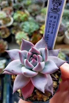 2025年最新】コロラータアテマハックの人気アイテム - メルカリ