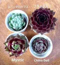 しほ様 リクエスト 2点 まとめ商品