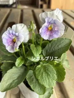2025年最新】シエルブリエ 種の人気アイテム - メルカリ