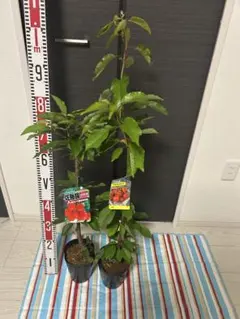 津之輝 3年生 登録品種 21cm7号ポリポット入り 津之輝 3年生 登録品種 21cm7号ポリポット入り - メルカリ