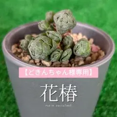 【どきんちゃん様専用】B【New❢】『 花椿』レア種 多肉植物 抜き苗 １苗