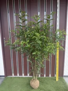 シマトネリコ8寸 編み込仕立て トピアリー レア 100センチ シマトネリコ8寸 編み込仕立て トピアリー 100センチ 2025年最新