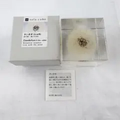 新品未開封 sola cube タンポポ 5cm角 樹脂標本 ペーパーウエイト