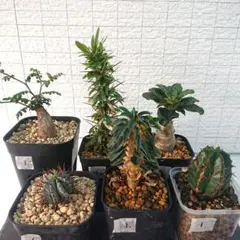 テレサエ 実生 群生 鉢植えメルカリ便送料込み 開花中 サボテン 鉢植え 寄せ植え - メルカリ