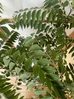 2026年最新】カレーリーフの人気アイテム - メルカリ