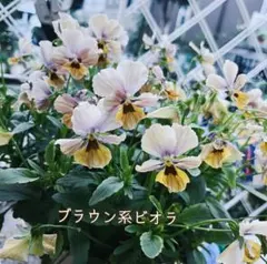 【ブラウン系ビオラの種30粒】 イリスプリエールのサムネイル