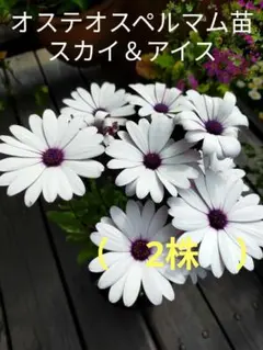 オステオスペルマム苗2株　スカイ＆アイスEのサムネイル