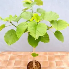 フィカス・ウンベラータ 8号 148cm S-shaped tree form - メルカリ