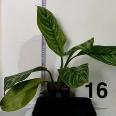 アグラオネマ ニティドゥム カーティシー 観葉植物 LEON レオン 16のサムネイル