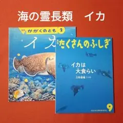 たくさんのふしぎ かがくのとも イカは大食らい イカ 福音館書店