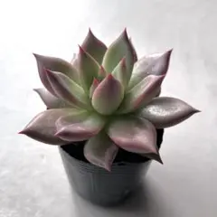 札付き おらいさん苗 リンゼアナ　※期間限定出品 2025年最新】リンゼアナ ざわわの人気アイテム - メルカリ