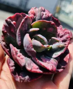 ゆみこふ様ご専用　速达 多肉植物　ビヨンセ虹錦　追加2株 美株発根管理中