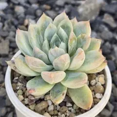 ❣️エルサ×3❣️現品 エケベリア 寄せ植え 多肉弁当 多肉植物 - メルカリ