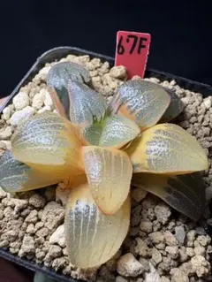 39c 多肉植物 ハオルチア さそり大帝錦 自家繁殖 鉢植え発送 - メルカリ