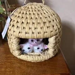 네코 치구라