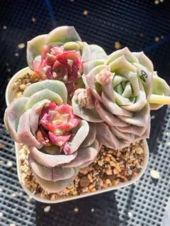 ラブリーローズ錦　赤斑　　エケベリア 超美斑　多肉植物　四頭とも美斑入り　20 ラブリーローズ錦 赤斑 エケベリア 超美斑 多肉植物 四頭とも美