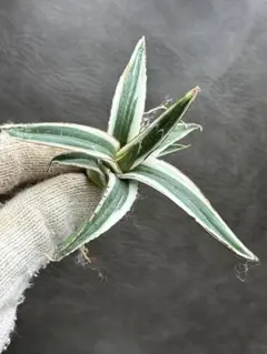 2026年最新】氷山 アガベの人気アイテム - メルカリ