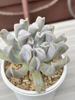 多肉植物 アイボリーパゴダ 抜き苗 ① - メルカリ