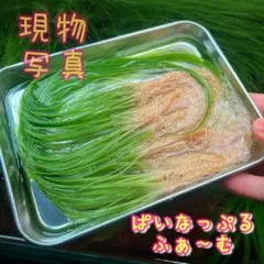 2026年最新】ホシクサの人気アイテム - メルカリ