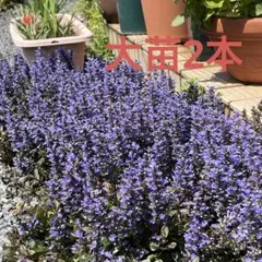 クリーピングタイム たっぷり根付き苗 2ポット - メルカリ