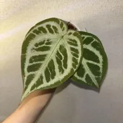 Anthurium pinkveilのサムネイル