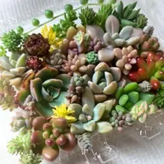 多肉植物 カット苗詰め合わせ 寄せ植えセット 《No.115》エケベリア多肉弁当