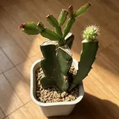 多肉植物　札落ちシャコバサボテン と花サボテン　福禄丸の接ぎ木苗　(抜き苗)のサムネイル
