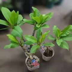 プルメリア⭐️JUNGLEJACK'S PREMIUM ⭐️5号鉢六品種セット - メルカリ