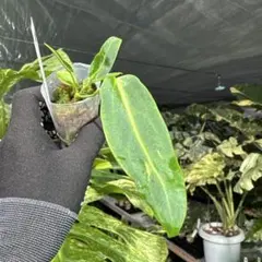 るるる様 リクエスト 2点 まとめ商品