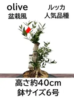 オリーブの木 盆栽風 ルッカ 8号 約40cm NO.765 人気品種 現品掲載 