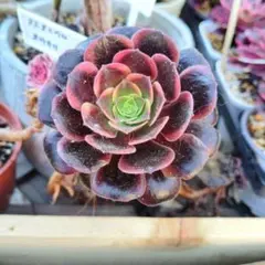 多肉植物。流星雨法師錦抜き苗 - メルカリ