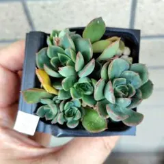87.アイススピリット 抜き苗 1鉢分 多肉植物 - メルカリ