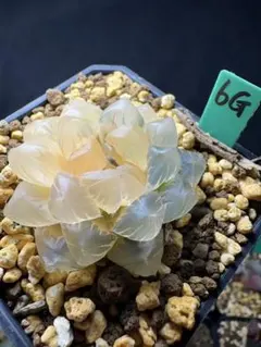 多肉植物 ハオルチア 水蓮オブツーサ錦 親株 子株付き 鮮明錦 糊斑