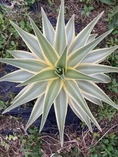 アガベ　デスメティアナ　デスメティアーナ　極上縞斑　良サイズ　発根済み 2025年最新】アガベ・デスメティアナの人気アイテム - メルカリ