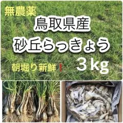 初物❗️鳥取県産 農薬不使用 砂丘らっきょう らっきょう - メルカリ