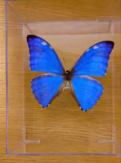 2026年最新】モルフォ 標本の人気アイテム - メルカリ