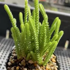 misa様 リクエスト 4点 まとめ商品