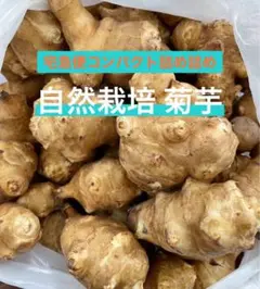 1.2kg自然栽培 菊芋