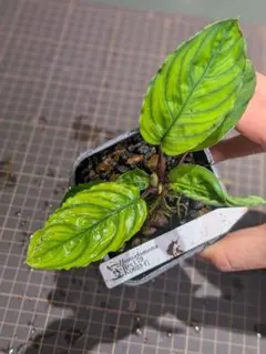 2026年最新】homalomenaの人気アイテム - メルカリ