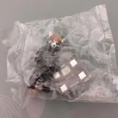 ガチャ　今日は何キロ？　未来はあるのか篇　レッサーパンダ