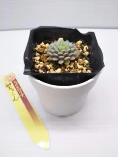 あ*8様 ミックスベリア　おらいさん苗　ちょこん　抜き苗　札は付きません