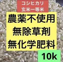 令和7年滋賀県産 コシヒカリ1等【玄米20kg】石抜き済 色選別済み全国送