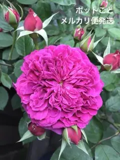 廃番品種　バラ　挿木苗　3