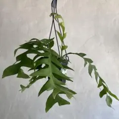 エピフィラム グアテマレンシス 観葉植物 吊り下げ calm cafe - メルカリ