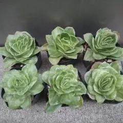 2025年最新】多肉ラブリーローズの人気アイテム - メルカリ