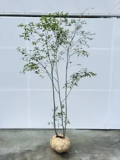 37 山採り ドウダンツツジ - メルカリ