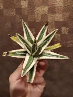 2026年最新】氷山 中斑の人気アイテム - メルカリ