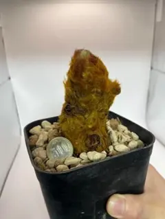 2026年最新】キンモウコウの人気アイテム - メルカリ