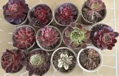 多肉植物❄︎アオエニウム❄︎12種❄︎セット❄︎抜き苗発送