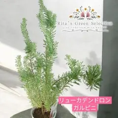 ヘアピンバンクシア リューカデンドロンガルピニ 3号セット オージー